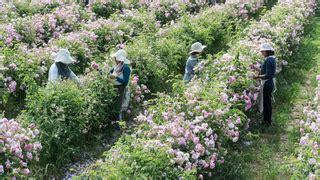 grasse chanel|A Walk Through Chanel's Perfumery Gardens in .